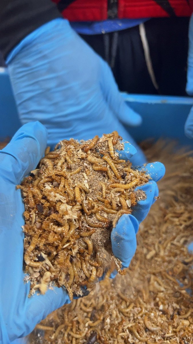 Spending the week at ICIPE - International Centre of Insect Physiology and Ecology learning all about Dudu farming. As a large-scale poultry farmer, it's important to find affordable alternatives to chicken feed. Today's focus: mealworms. #FirstDayOfSpring #insect