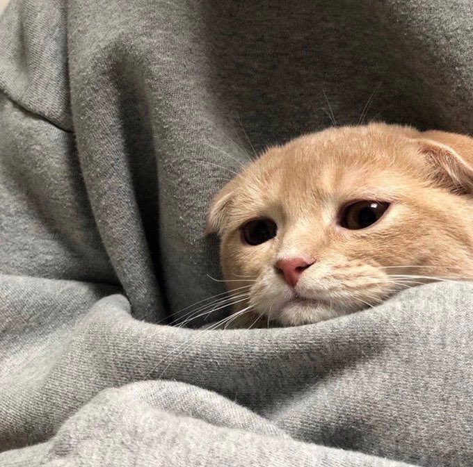 Buenos días, hoy solo necesito mimos porque estoy indispuesto.