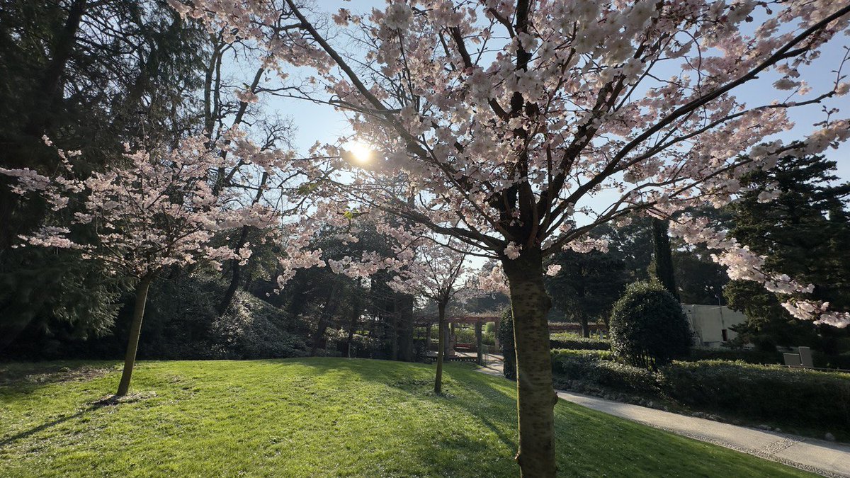 Benvenuta #primavera! 🌺 #spring #20Marzo #Miramare