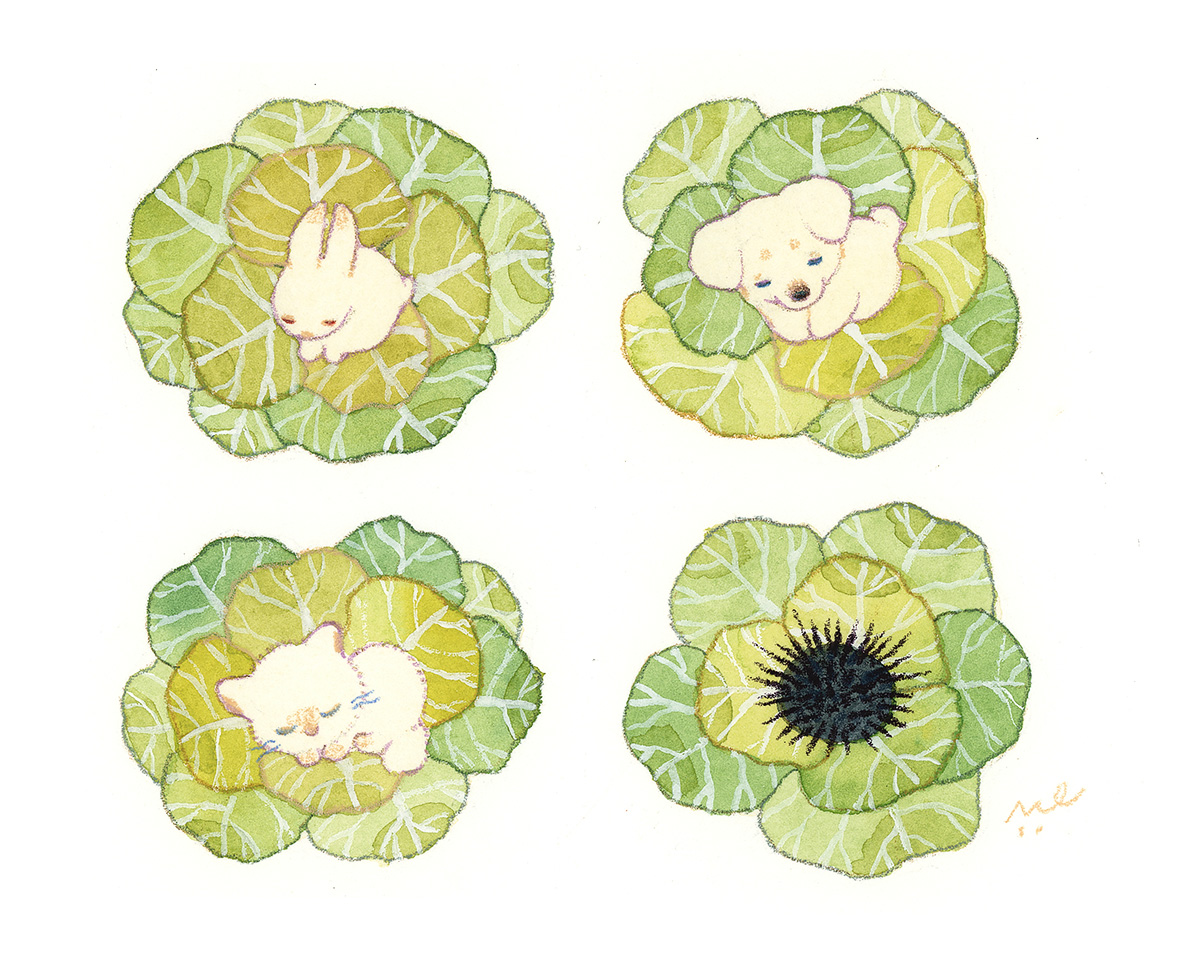 「Cabbage Patch 」|こまちみゆたのイラスト