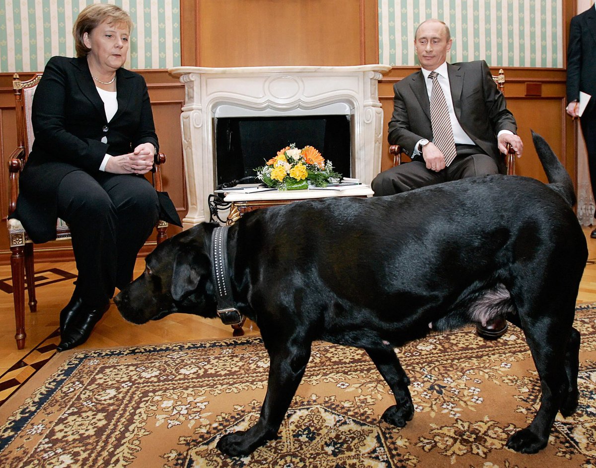 creepydotorg's tweet image. In a January 2007 meeting with Angela Merkel, Putin brought in his Labrador in front of the German Chancellor, who has a phobia of dogs.