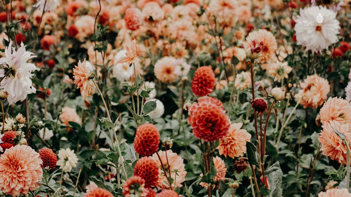 «Mi corazón espera 
también, hacia la luz y hacia la vida, 
otro milagro de la primavera».

En la víspera del #DíaDeLaPoesía, ¿conocen el poema de Antonio Machado que termina con estos versos? ¿Qué otros poemas relacionados con la primavera conocen?