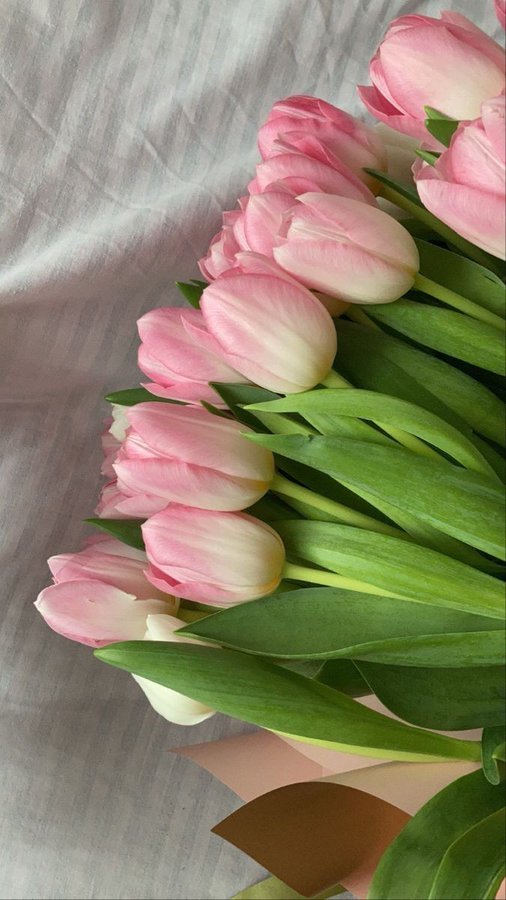 #tulips pink tulips
