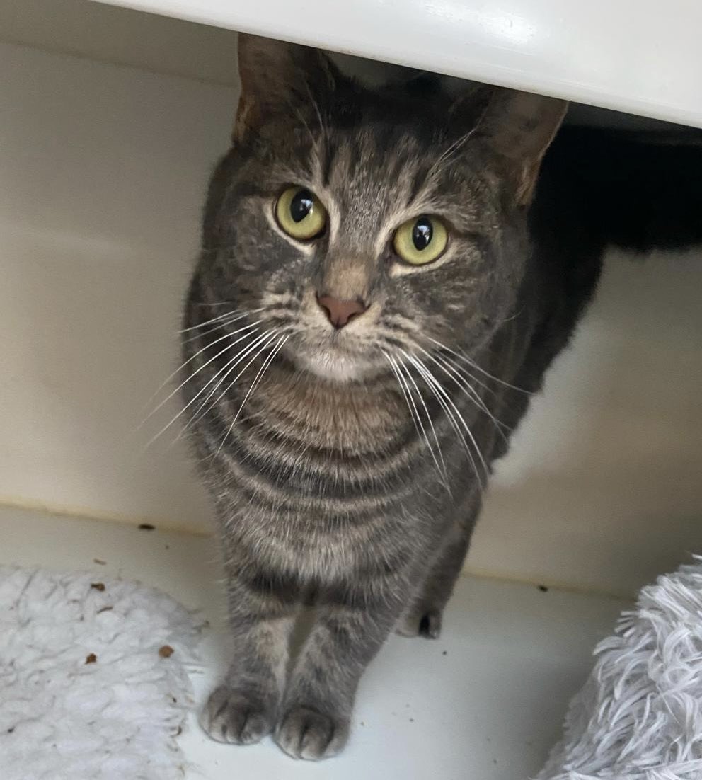 Looking for a sweet, gentle little tabby? 2 year old Hemi’s looking for a home in a safe area without other cats. She can live with older children Can you offer her a 🏠? A nice garden to sun bathe in this summer would be a plus! #AdoptDontShop #WhiskersWednesday #Buckinghamshire