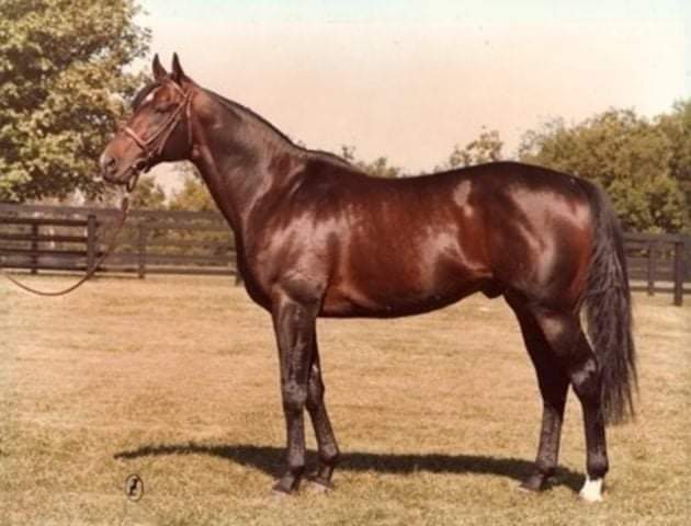 HORSERACING1002's tweet photo. GREEN DANCER🇺🇸1972
(NIJINSKY II  - GREEN VALLEY II BY VAL DE LOIR)#GreenDancer https://t.co/JiTHh1nK8E