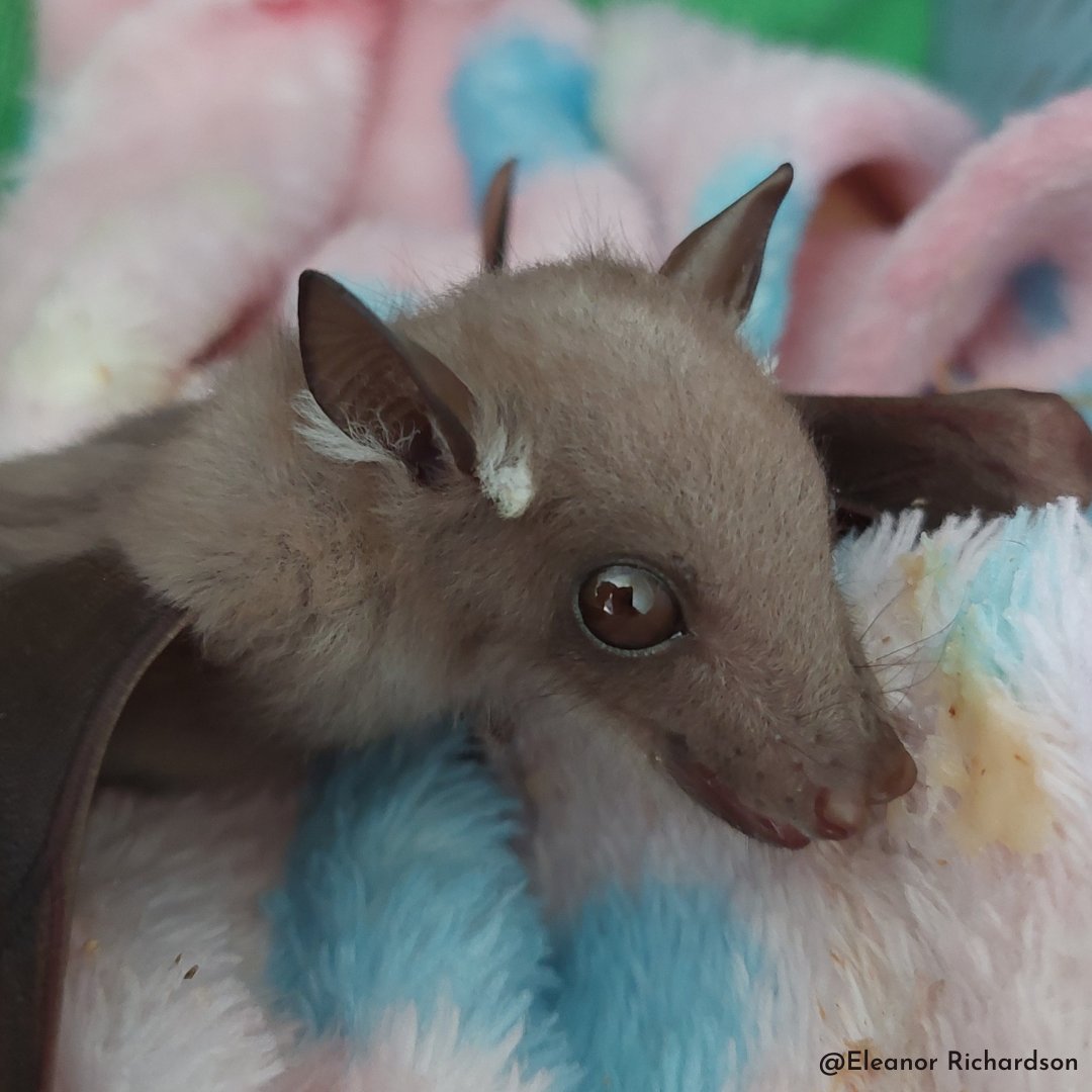 🌟 One week today! 🌟 Join us for the first #WingedWednesday #webinar of 2024! Wed 27 March, Eleanor (Kate) Richardson: '30 years of Bats KwaZulu-Natal – where we’ve been and what we’ve learned along the way' 3pm southern African time 1pm GMT Register: lght.ly/n6o3ide