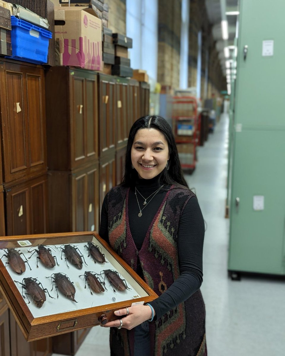 Hi, I’m Talay and I’m the curatorial assistant for @NHM_Coleoptera (#Beetles). Here's some highlights. Titan beetles are 17cm long (the largest). Burying beetles will bury small mammals or birds, lay their eggs on it so the larvae can feed on the carrion.