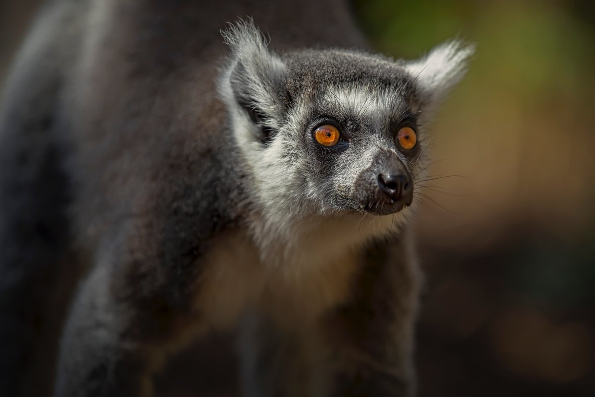 Cotswold Wildlife Park named 'Best Zoo in the UK'. 'Spectacular sights include the #Rhinos grazing in front of the Park’s Gothic-listed Manor House and the boisterous #Lemurs in the Madagascar exhibit'. Thank you @OutdoorToysUK. We're absolutely thrilled! outdoortoys.com/blogs/campaign…