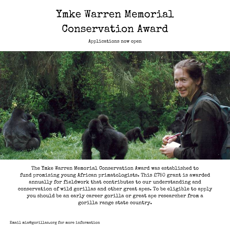 Are you an aspiring primatologist? Applications are now open for our annual Ymke Warren Memorial Award, where we fund early career researchers from a gorilla range state country to carry out vital fieldwork. Get in touch if you or anyone you know might be interested!