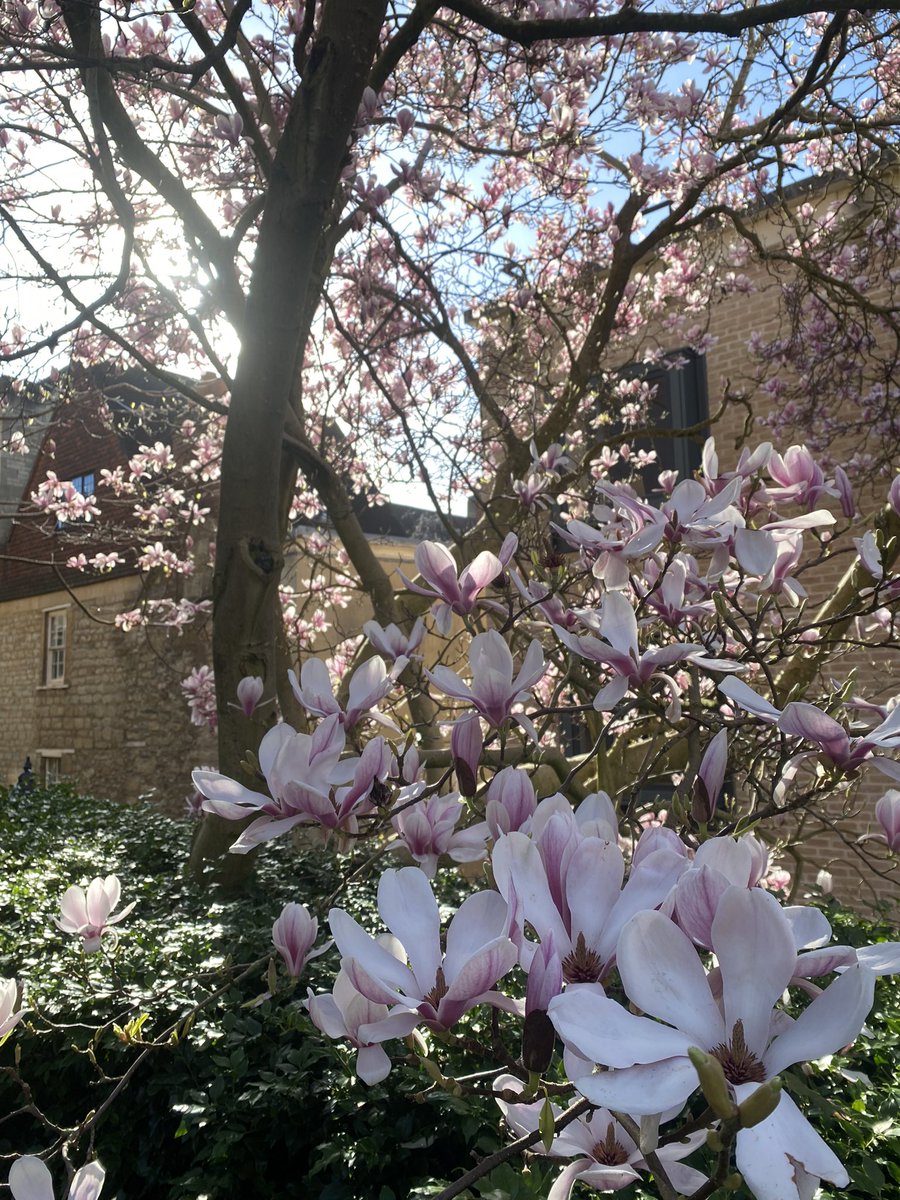 According to the astronomical calendar, today is officially the first day of spring… the Pembroke magnolia certainly seems to agree! 🌸