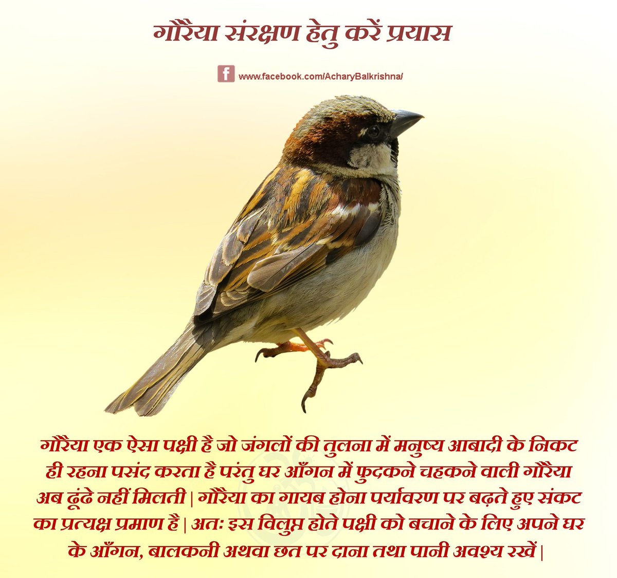 #गौरैया संरक्षण हेतु करें प्रयास #आचार्यबालकृष्ण #WorldSparrowDay #SparrowDay #गौरैयादिवस