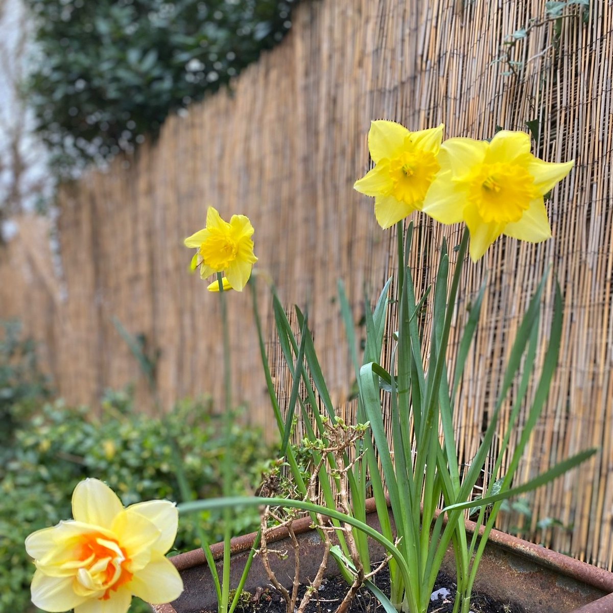 'Where flowers bloom, so does hope.' 💛 We love seeing the little signs of Spring appearing in our hospice gardens. Here's some from photos from our hospices in Wales, Glasgow and Liverpool. #FirstDayOfSpring