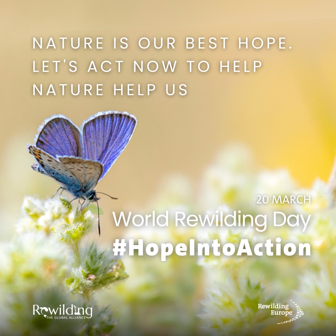 🌍On #WorldRewildingDay, let's join forces to turn #HopeIntoAction!🐎🐹🌿 From Inspiration to Transformation: #Rewilding isn't just about restoring nature; it's a transformative force for climate, biodiversity, community, health & culture. Discover more👉bit.ly/WRD24