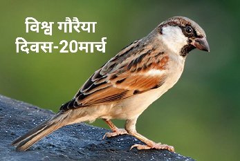 अब तो चुप-चाप शाम आती है
पहले चिड़ियों के शोर होते थे ।
          -मोहम्मदअल्वी
विश्व गौरैया दिवस-20मार्च
Pic Via: Social Media