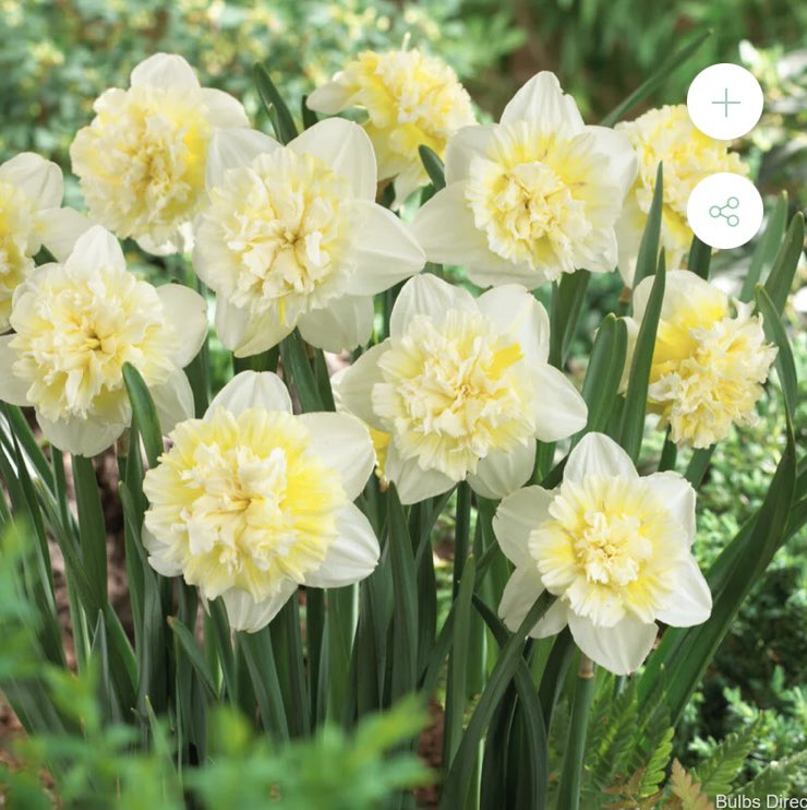 Hi. My name is Lyn and I’m a bulbaholic. 
I may have ordered a couple 100 Daffodil bulbs.
Oh and maybe quite a few more than that of tulip seconds. 🌷🌷🌷
I truly need help.

To plant them all 🤣🤣🤣🤣
