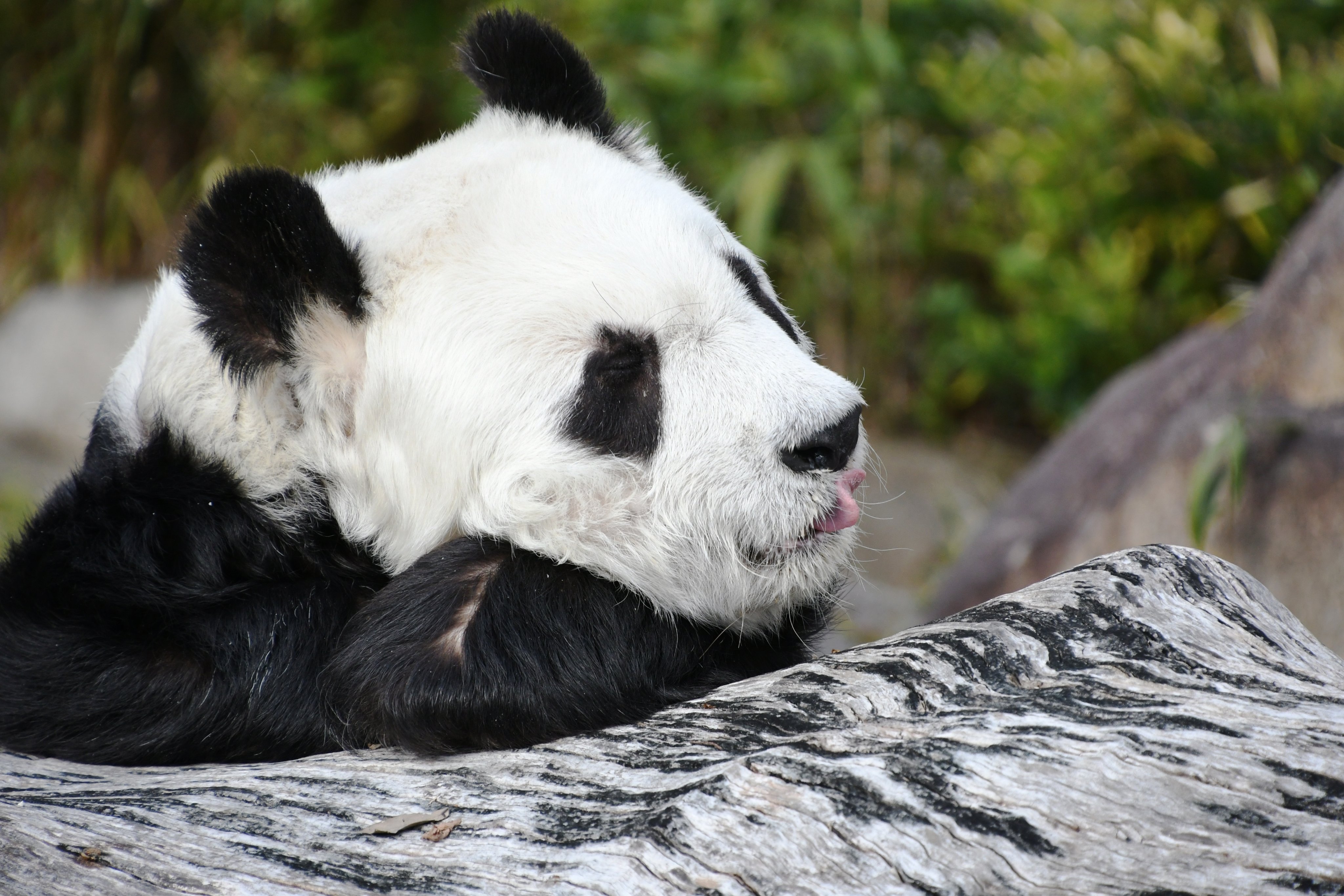 神戸市立王子動物園(公式) on X: 神戸市立王子動物園(公式) on X: