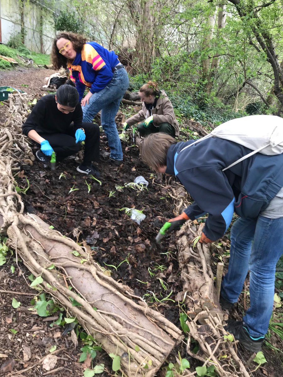 Planting native bluebells at Olden Community Garden today. Thanks to all the volunteers who have turned up. Still no sign of Banksy (see previous post). There are lots of tasks for today if you want to pop down.#Highbury #volunteerislington