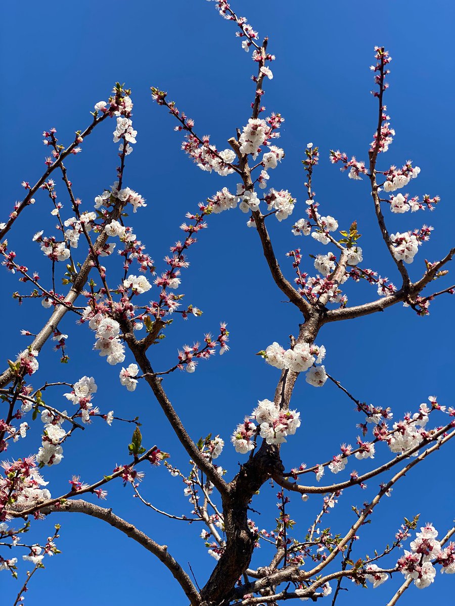 BB_SunBeach's tweet photo. "Anche gli alberi a primavera scrivono poesie".
Benvenuta #primavera dal nostro #albicocco in fiore!! 💐🌺

#bedandbreakfast #bbsunbeach #nuovastagione #roadtosummer2024 #sboccialaprimavera https://t.co/qkGotY4d6K