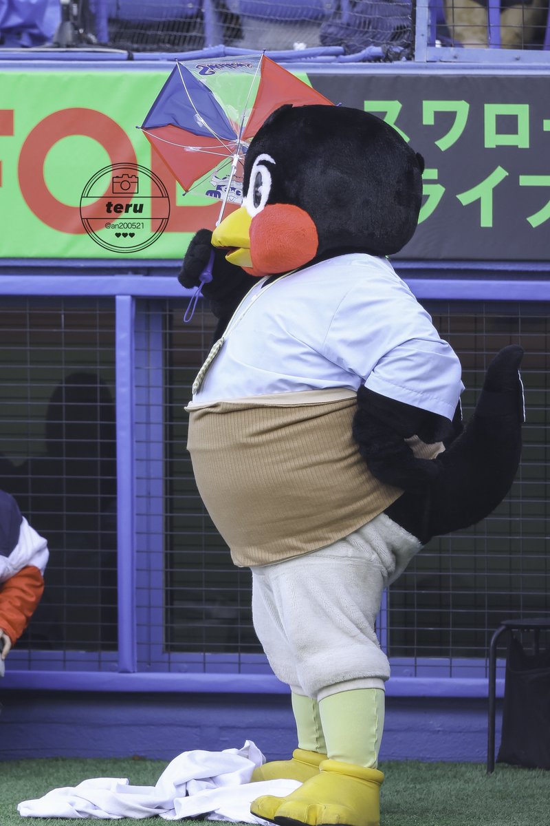 腹巻きつば九郎 #つば九郎 #swallows