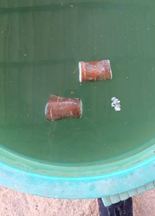 Jonathan Newby (@jononewby) on Twitter photo Burn her, Burn her 🔥 Floating #cassava roots due to low #starch content in Cambodia 🇰🇭. <a href="/montypython/">Monty Python</a> logic. If it floats it’s a witch! 🧙♀️ #Cassava #WitchesBroom #Disease 🦠 results in lower root yields and starch. No ducks 🦆 ⚖️ required for diagnostics.
<a href="/CassDiseaseAsia/">CassavaDiseaseSolutionsAsia</a> Burn her, Burn her 🔥 Floating #cassava roots due to low #starch content in Cambodia 🇰🇭. <a href="/montypython/">Monty Python</a> logic. If it floats it’s a witch! 🧙♀️ #Cassava #WitchesBroom #Disease 🦠 results in lower root yields and starch. No ducks 🦆 ⚖️ required for diagnostics.
<a href="/CassDiseaseAsia/">CassavaDiseaseSolutionsAsia</a>