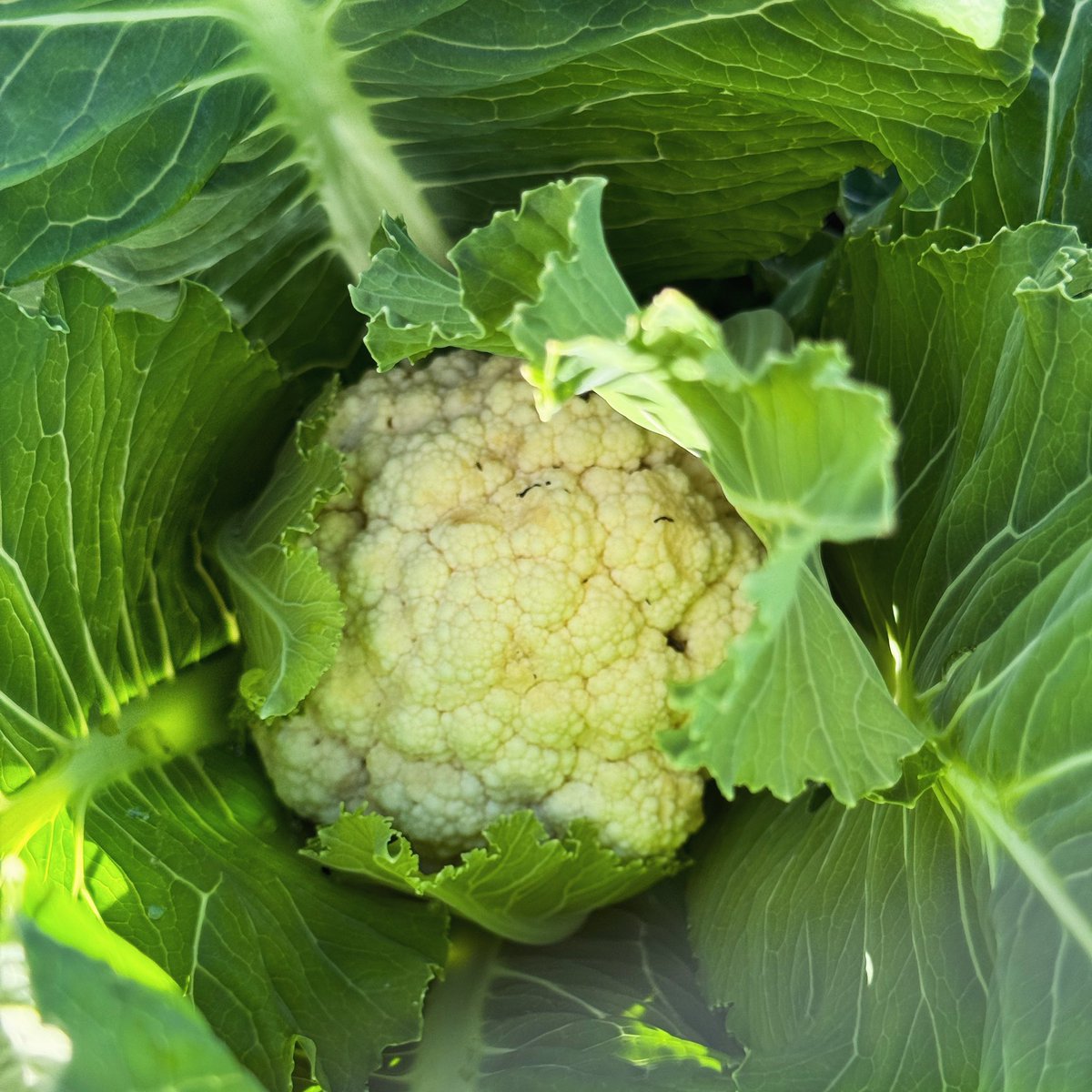 It’s almost time to harvest the first cauliflower of the year! #GardeningTwitter #garden #allotment #homegrown