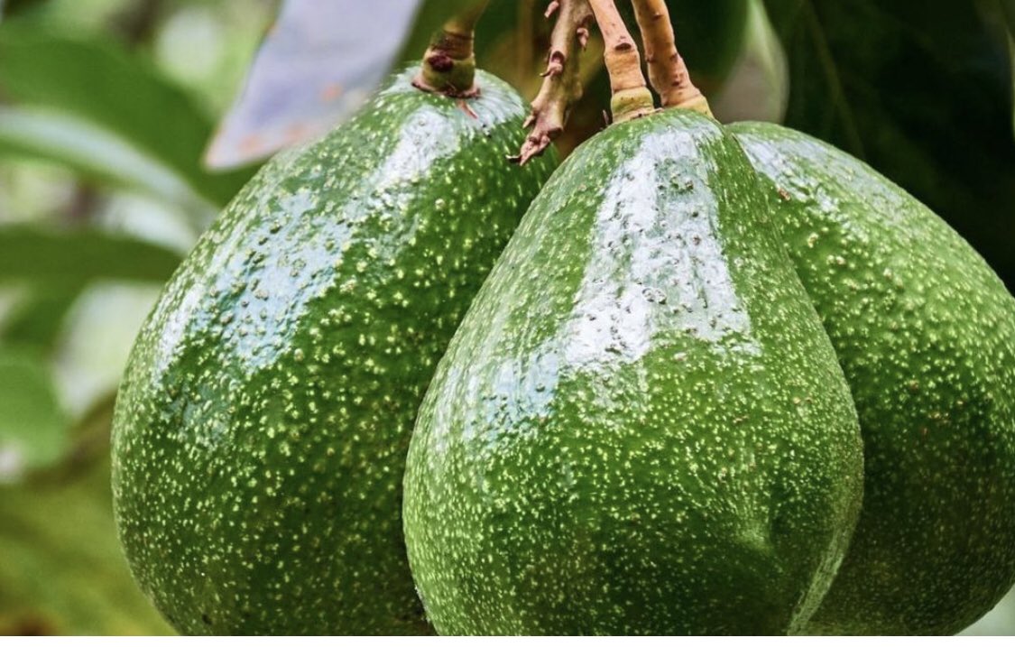Jacqueline Mkindi (@mkindijackie) on Twitter photo Avocado exports have surged from 17,711 tones valued at $51 million in 2021 to 26,826 tones in 2023 worth $77 million. Production of horticultural crops also soared from 7.3 to 7.7 million tones, thanks to President <a href="/SuluhuSamia/">Samia Suluhu</a> painstaking initiatives to unlock global markets Avocado exports have surged from 17,711 tones valued at $51 million in 2021 to 26,826 tones in 2023 worth $77 million. Production of horticultural crops also soared from 7.3 to 7.7 million tones, thanks to President <a href="/SuluhuSamia/">Samia Suluhu</a> painstaking initiatives to unlock global markets