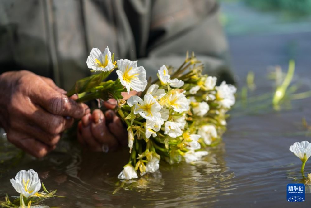 DailyBeijing's tweet image. Yunnan has ushered in its "eating-spring" season. A variety of mountain flowers and wild vegetables are brought to the table and made into mouthfeel amazing delicacies.
#China #food #delicacy #dish #spring