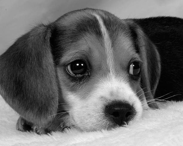 Researchers may engage in self-deception when they try to relate to lab beagles in a caring manner, given the inherent power hierarchy that prevails in such lab setting - AP essay #39canimals