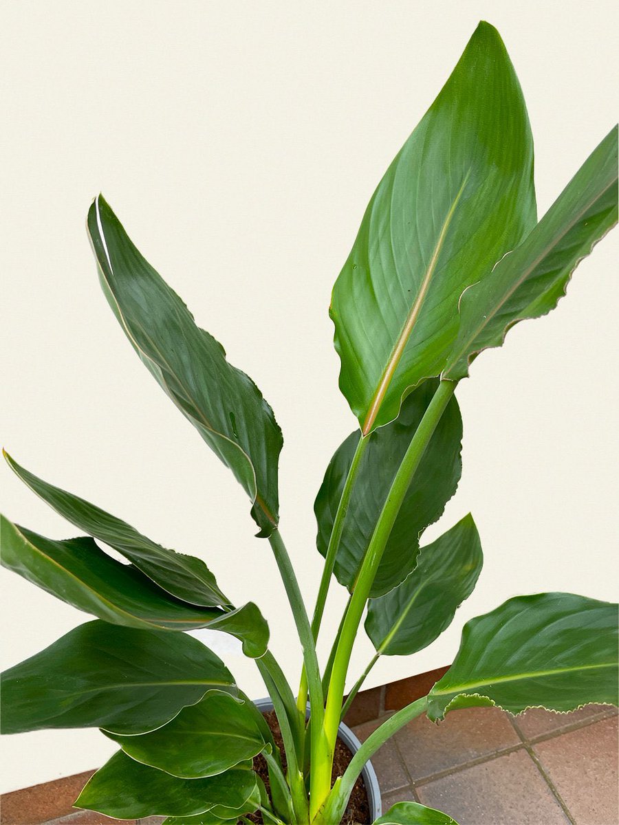 PlantShopManchester tweet media