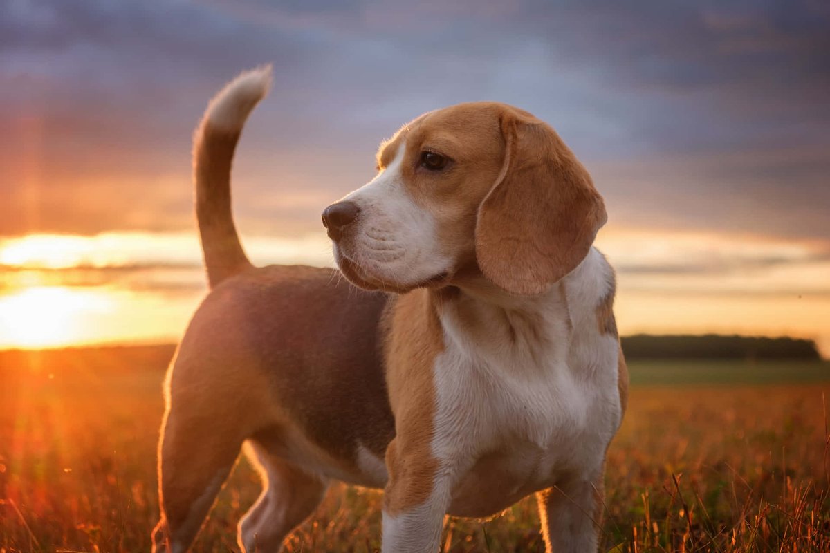 Humane treatment of beagles requires researchers to take their social needs into account, which could include adopting policies to house beagles with other beagles instead of in solitary spaces - AP Essay. #39canimals