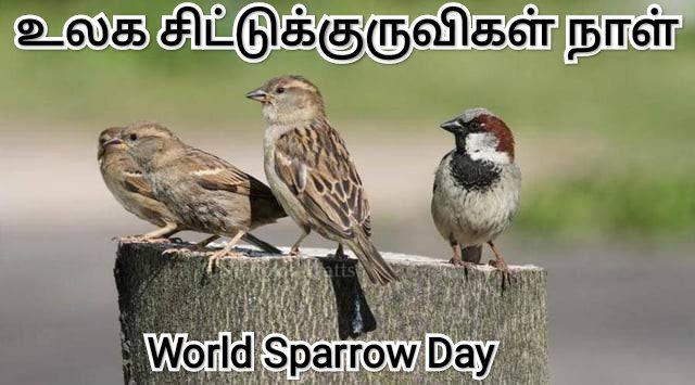 mmrramesh's tweet photo. "I Love Sparrows".

#சிட்டுக்குருவிகள்
#சிட்டுக்குருவிகள்நாள்
#உலகசிட்டுக்குருவிகள்நாள்
#Sparrow
#Sparrows
#SparrowDay
#ILoveSparrows
#WorldSparrowDay
#WorldSparrowDay2024 
#WorldSparrowDay_2024 https://t.co/oDWVGmlDCW