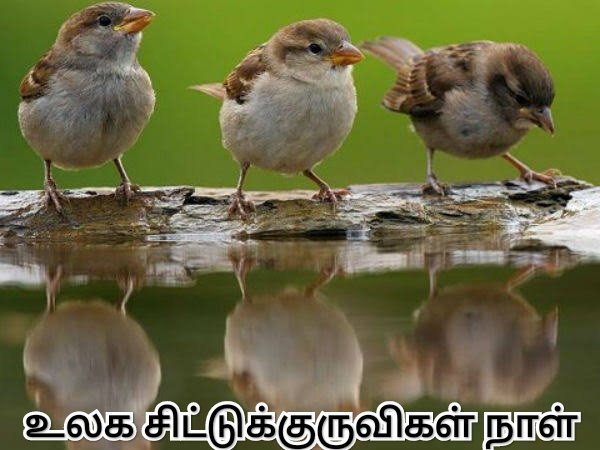 mmrramesh's tweet photo. "I Love Sparrows".

#சிட்டுக்குருவிகள்
#சிட்டுக்குருவிகள்நாள்
#உலகசிட்டுக்குருவிகள்நாள்
#Sparrow
#Sparrows
#SparrowDay
#ILoveSparrows
#WorldSparrowDay
#WorldSparrowDay2024 
#WorldSparrowDay_2024 https://t.co/dyBjAsnrbF