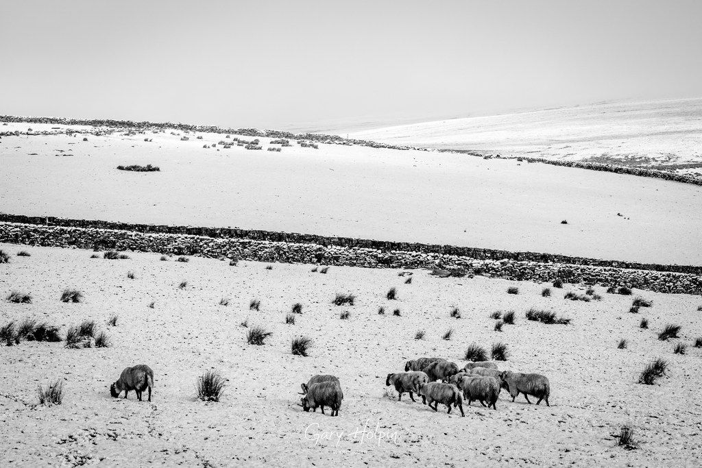 Morning! Next on my snowy #Dartmoor road trip are some Dartmoor sheep in a snowy landscape near Princetown. Which do you prefer? Hit Like for B&W or Repost for colour... #dailyphotos #thephotohour #stormhour #wednesdayvibe