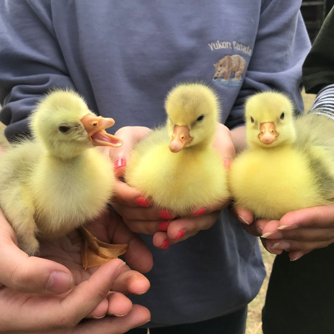 Today, we're celebrating the joy that our furry and feathered friends bring us. What makes you happiest when you visit the farm? Share your favorite memories with us below! #InternationalDayofHappiness #StepneyCityFarm 🎉💚🐷