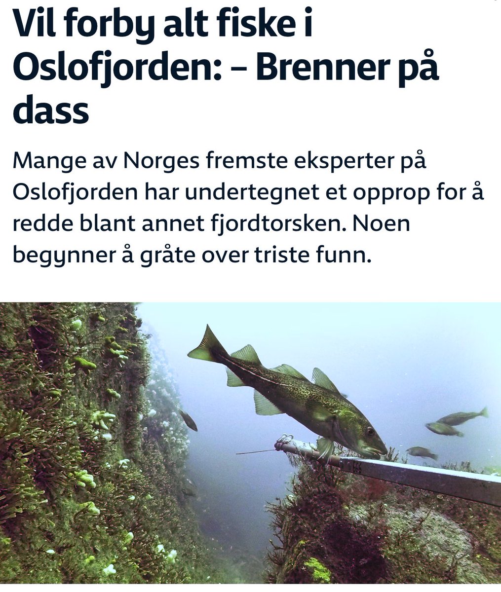 Kan det sies klarere «Det brenner på dass for fisken i Oslofjorden». Forskere med tydelig utålmodighet for livet i fjorden vår. Fiskeforbud burde være en smal sak å få på plass som et av flere tiltak @CecilieMyrseth @BjellandEriksen! #dax18 #debatten nrk.no/stor-oslo/vil-…