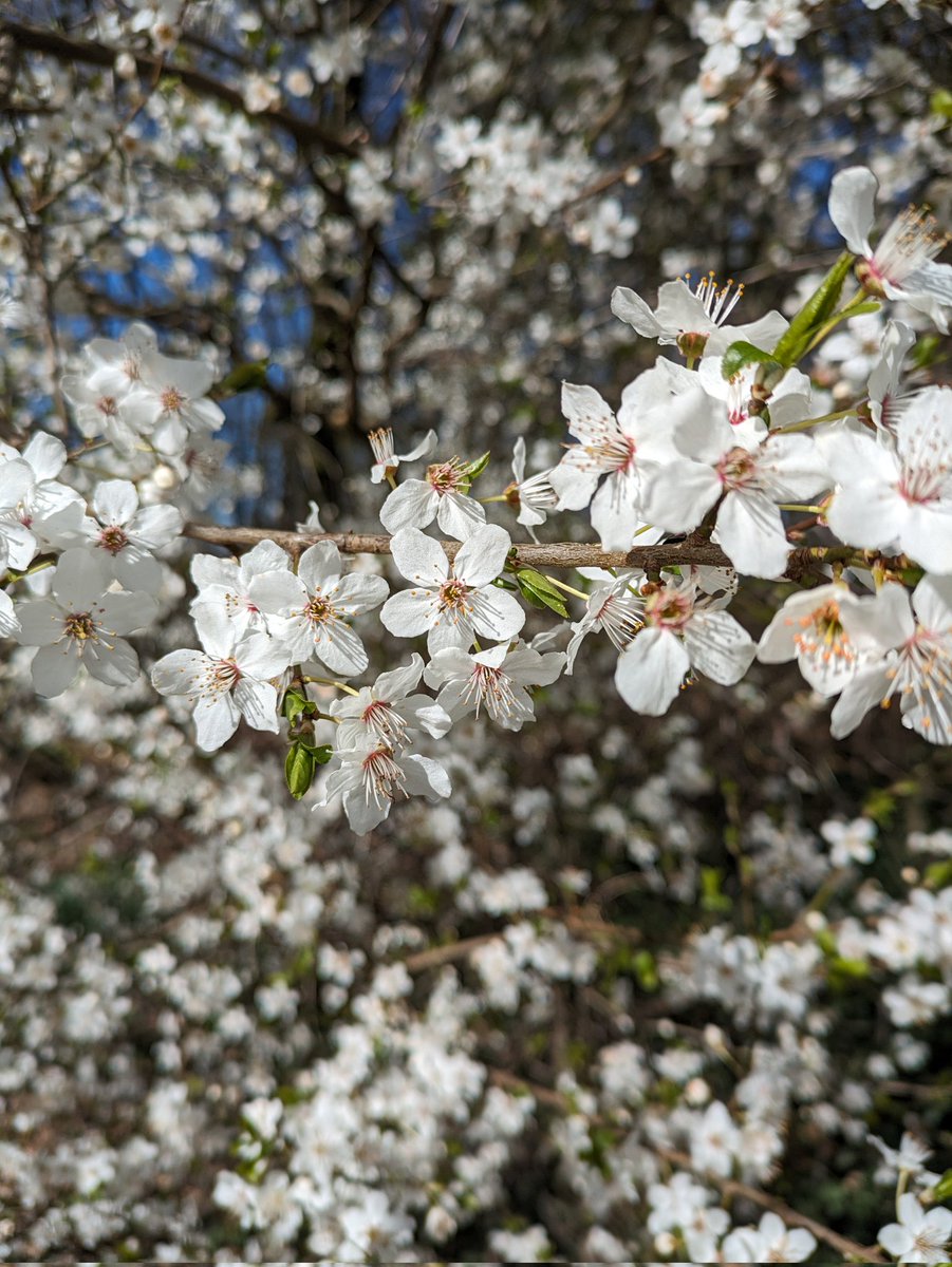 Das Team Klimawiese wünscht euch einen schönen Frühlingsanfang.

#klimawiese #blühen #frühlingsanfang #frühling #blüten #blüte #streuobstwiese #blühpatenschaft #Blühflachen #naturschutz #insektenschutz