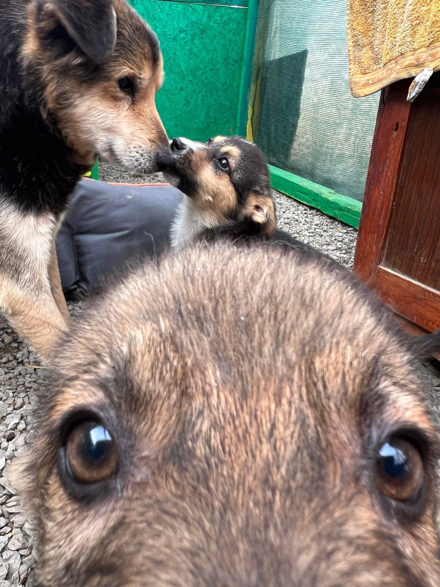 Bringing you some wholesome Wednesday morning content!

Papa with Neo & Daisy 🥹 he has become a father figure to them, all pups love him 🩵

All puppies and dogs can be found on our website (in bio!)

#papabear #babybear #romanianrescuedogs #cuties #spreadtheword #adoptdontshop
