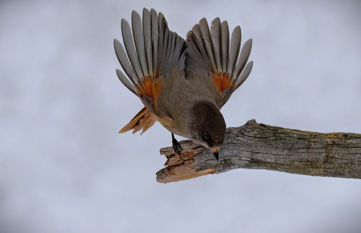 Siberian Jay in the snow of Artic Norway. A little beauty 😊