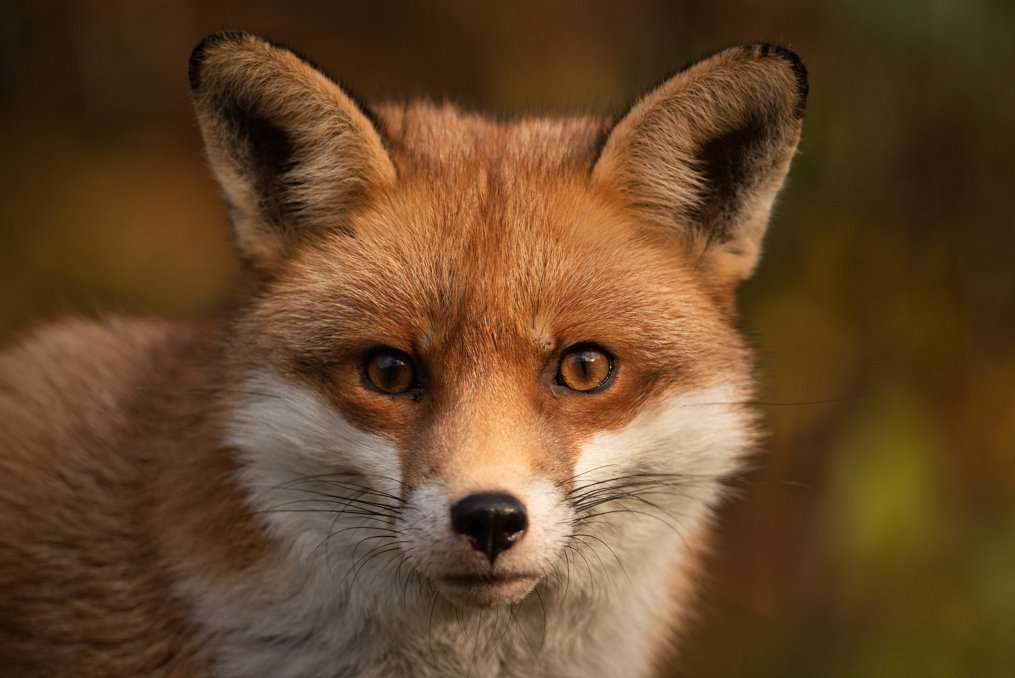 Can you believe, the Wynnstay hunt, that I caught hunting on the #RhugEstate in North Wales. Was at the weekend hunting in Devon, another cull zone. I do hope the @WelshGovernment crack down on hounds coming across the border having hunted in cull zones in England. #FoxOfTheDay