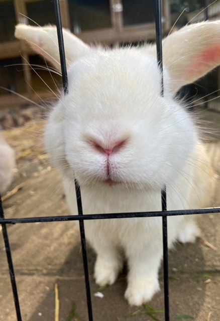 Konijnen kunnen soms angstig en agressief gedrag vertonen. Ze grommen wanneer je ze wilt benaderen of kunnen krabben en bijten wanneer je de signalen van angst negeert en over hun grenzen gaat.
Meer lezen ... konijnen-adviesbureau.com/news/angst-agr… #konijnen