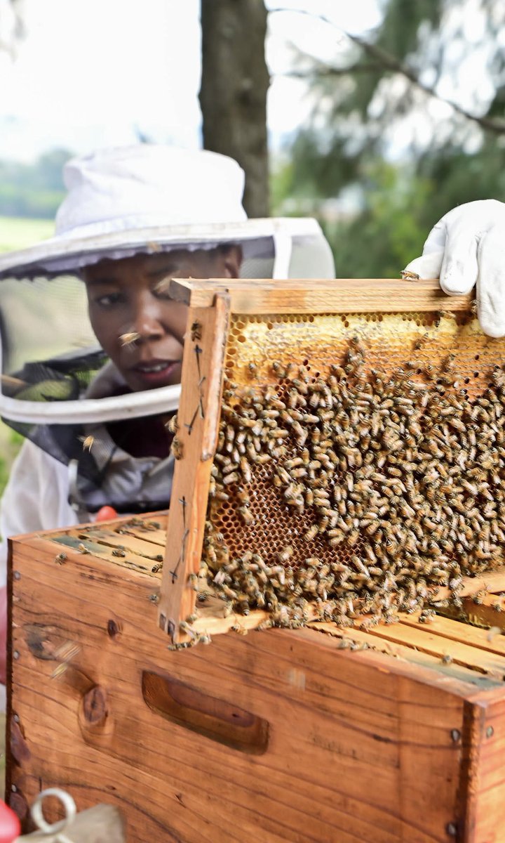 W E D N E S D A Y 🍯🐝

Did you know that the beehive does not only contain honey? Some of the honeycomb is used for storing pollen and laying eggs or serving as a “bee nursery” to nurture and care for young bees. #nativenosi 🐝