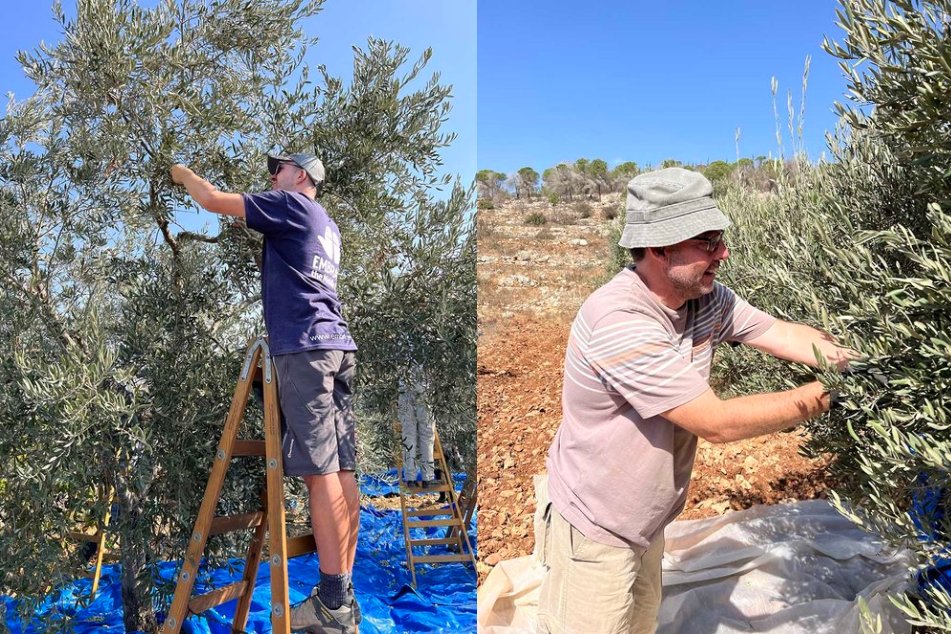 FollowEmbrace's tweet photo. ✨ Join us on our Olive Harvest Trip!✨
🗓️18-29 October 2024
🫒Travel with us to the Holy Land to help with the olive harvest. You will meet and work with Palestinian farmers and local Christians, eat amazing food and visit places off the tourist trail:
👉https://t.co/m8BDYiS2CS https://t.co/BEu2O2h1Po