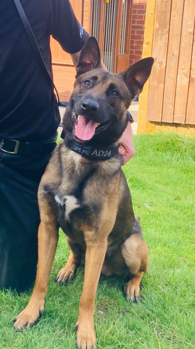 Lots of action for C Unit this week… PD Kelly found 3 burglars hiding in a bush and the 4th in a garden! PD Romeo tracked to 3 offenders from a stolen vehicle then found balaclavas & cameras used in the offence! PD Phenex helped detain 5 offenders in 3 separate jobs!