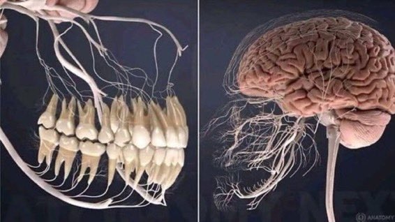 It’s #WorldOralHealthDay 3 Random Facts *Once lost, teeth cannot regrow *Teeth are as unique as your fingerprints *Teeth have blood vessels & nerves Look after them 🦷 #dentistry