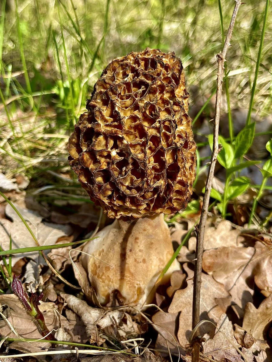 Morielje // Marcella // True Morel

#mushrooms #fungi #pilze #hongos #shroom #mushroom_magic_world #fungifreaks #naturelover #macronature #mushroomoftheday #outside #photooftheday #fairytale #fungus #nature #earth #remarkable #appearance #maze #brain #lookalike #Housefull5