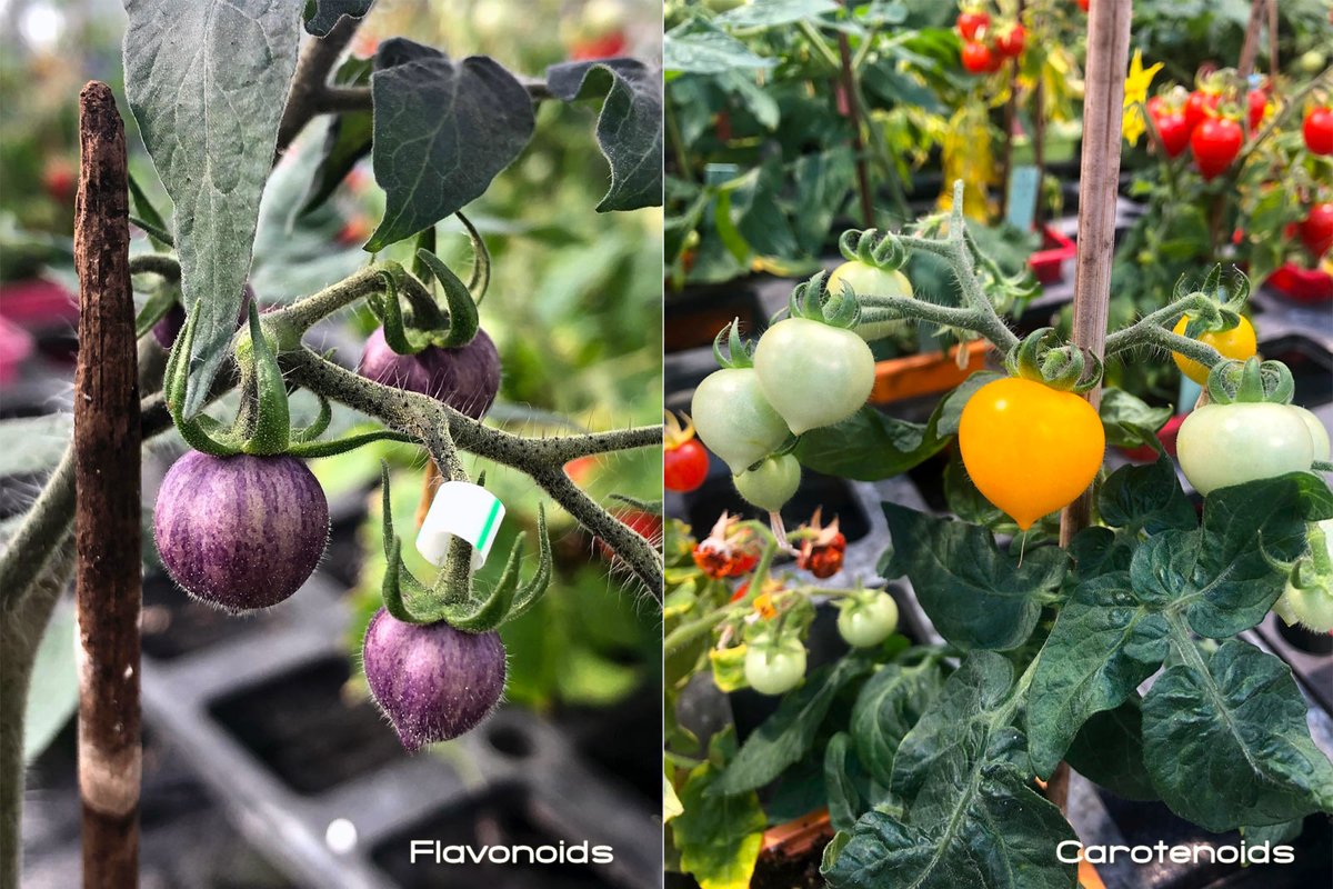 Each component of the 🍅epidermis can play a role in the structure of the cuticle. As part of the ANR #Coplanar project, transformants targeting pigments (flavonoids, carotenoids) have been generated by the #FDFE team. Now it's time for analysis! 🤓🔬🧪🧬