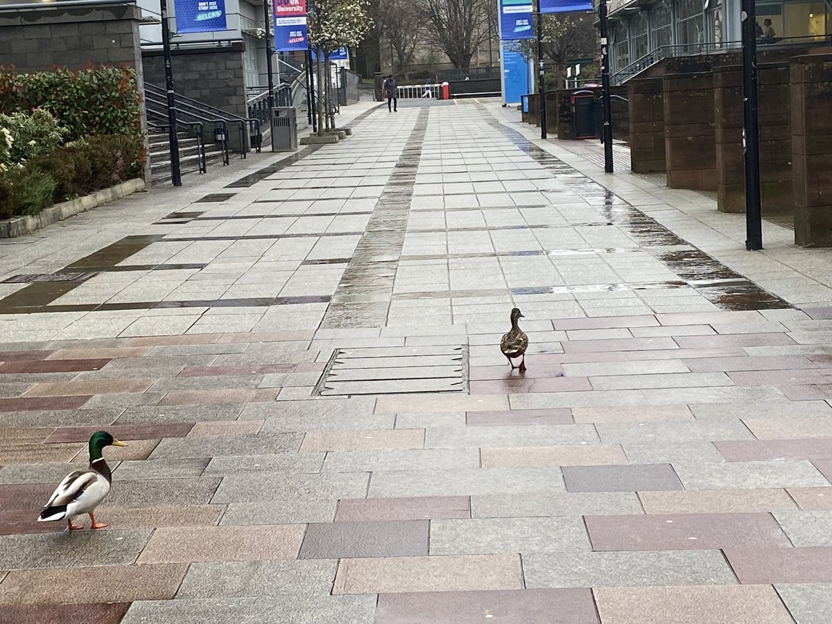 This is the second morning in a row that Mr. and Mrs. Duck have been having a wee wander round campus. They might be on the lookout for an applicant event…🦆@GCU_StudentLife @GCUSHLS