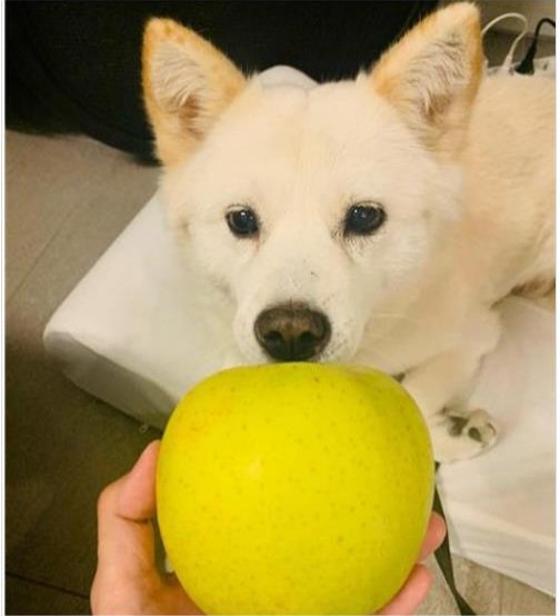한 시간 알바 해도 사과 하나 살 수 없는 현실.. 이 때 예견된 것이었나?
사과는 개나 줘 버렸기 때문??