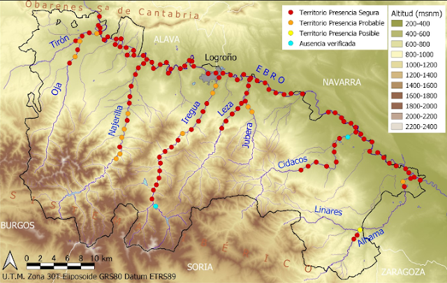 Beaver were first spotted in La Rioja in Spain in 2005, in 2007 it was estimated there were about 15 individuals. They have now spread... 2023 survey estimates there could be 465 Beavers in 124 territories on the Ebro & its tributaries. #WorldRewildingDay Back where they belong.