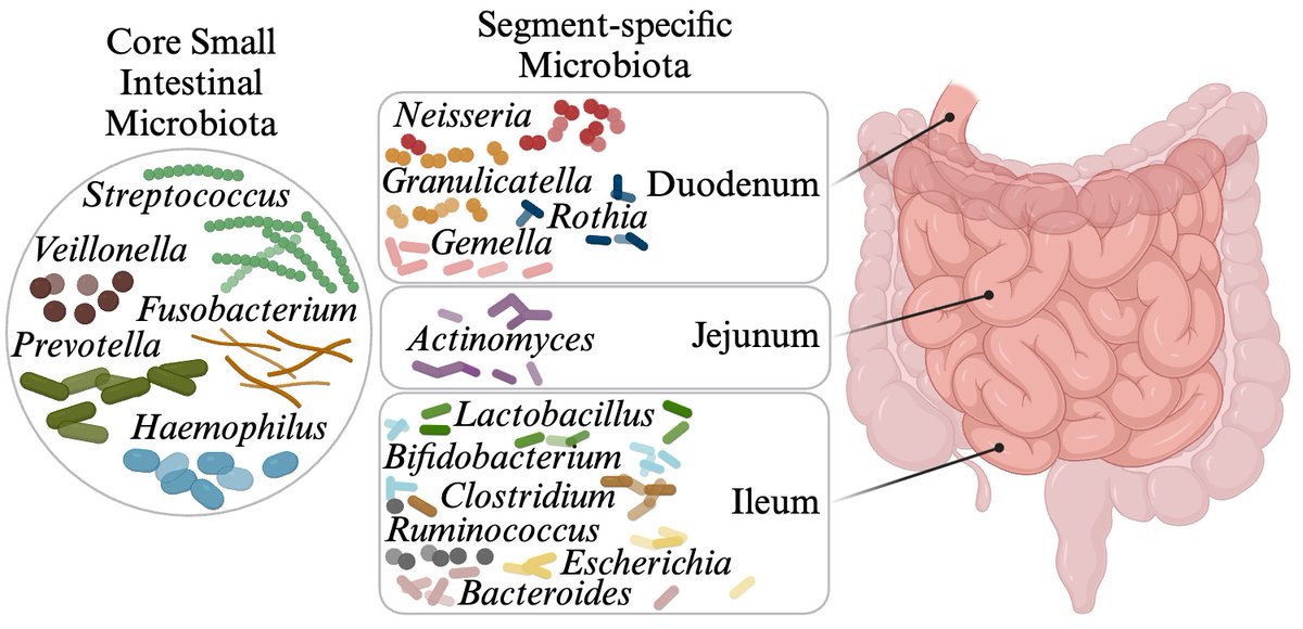 📢 Our new #Review is out in <a href="/TrendsMicrobiol/">Trends in Microbiology</a>! 
It's everything you ever wanted to know about the small intestinal #microbiota and its central role in human health and diseases🦠
With @PascaleVonaesch 
authors.elsevier.com/sd/article/S09…